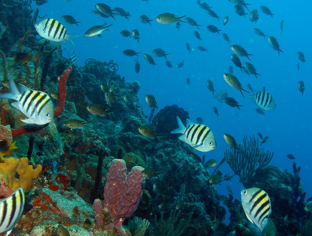 Scuba Diving